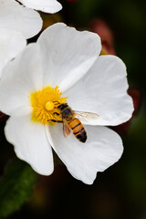 bee on little white flowers