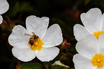 Fototapeta premium Closeup of a bee with white flower