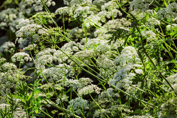 Flowering herb goutweed