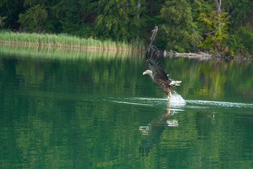White tailed Eagle Catching eel Raptor Lake Hunting