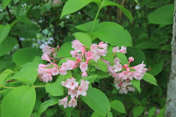 タニウツギ(ヤマウツギ)の花