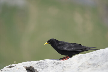 Alpine chough yellow billed Pyrrhocorax graculus crow Pyrrhocorax switzerland mountain flight