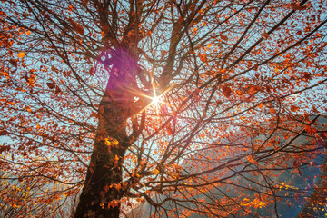 Sunlight breaks through the branches of a tree with orange leaves