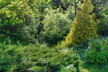 Fototapeta na wymiar spring garden with coniferous trees