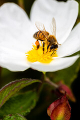 Closeup of a bee with white flower