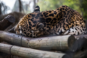 Leopard resting in some logs