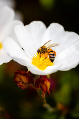 Closeup of a bee with white flower