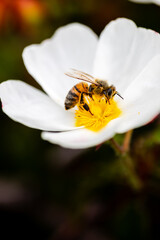 Closeup of a bee with white flower