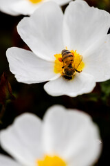 Closeup of a bee with white flower