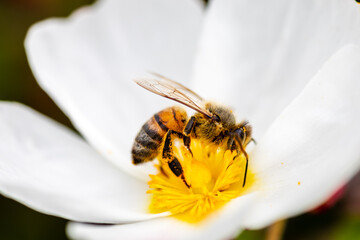 Closeup of a bee with white flower