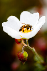 Closeup of a bee with white flower