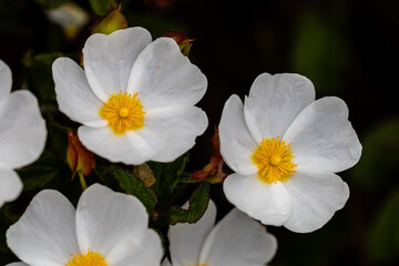 Closeup of a bee with white flower