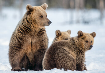 Fototapeta premium She-bear and bear cubs on the snow in winter forest. Wild nature, natural habitat. Brown bear, Scientific name: Ursus Arctos Arctos.