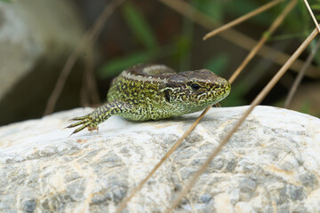 Sand lizard Lacerta agilis Reptile Close up Portrait Clear