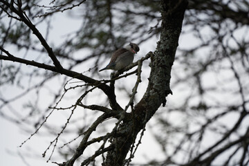 Striped kingfisher Halcyon chelicuti Portrait Cute on a tree