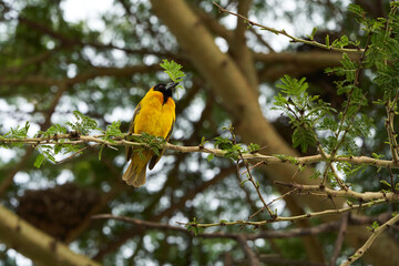 Tanzanian masked weaver Ploceus, reichardi Tanganyika Ploceidae nest building