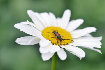 Obraz premium A Brown barbel beetle smeared yellow pollen on a chamomile flower