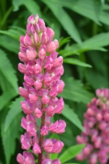 Lupin or wolf bean (Lupinus) is a genus of plants in the Legume family