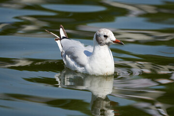 black headed gull Chroicocephalus ridibundus small gull in water