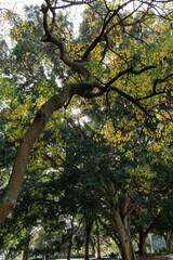 Fototapeta premium Sunlight piercing through tree leaves.