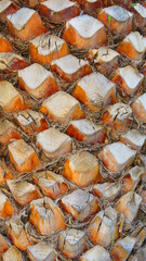 Trimmed palm tree trunk