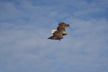 White tailed Eagle Catching eel Raptor Lake Hunting