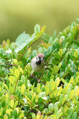 sparrow in green leaves