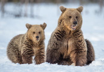 Obraz premium She-bear and bear cub on the snow in winter forest. Wild nature, Natural habitat. Brown bear, Scientific name: Ursus Arctos Arctos.