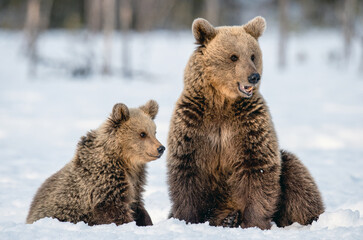 Fototapeta premium She-bear and bear cub on the snow in winter forest. Wild nature, Natural habitat. Brown bear, Scientific name: Ursus Arctos Arctos.