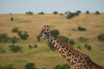 Giraffe Africa Giraffa Safari Big Five Africa
