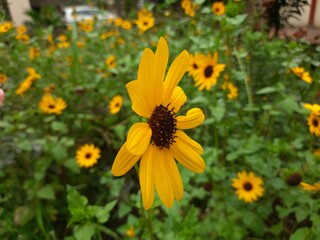 sunflower typically refer to the popular annual species Helianthus annuus, whose round flower heads in combination with the ligules look like the sun. Sunflower is cultivated for oil. Yellow flowers. 