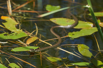 Gras Snake in Lake Natrix Natrix Portrait