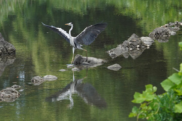 gray heron in water