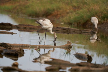 Flamingo Phoenicopteridae wading Africa beautiful colourful Lake Reflection
