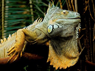 Green Iguana staring in the camera, close-up