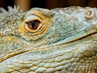 Green Iguana staring in the camera, close-up