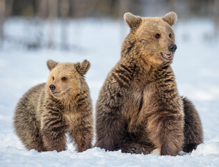 Obraz premium She-bear and bear cub on the snow in winter forest. Wild nature, Natural habitat. Brown bear, Scientific name: Ursus Arctos Arctos.