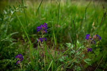 Fototapeta premium purple flowers in the garden