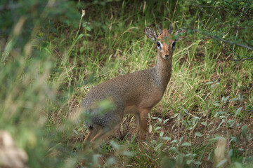 Cute Dik Dik Africa Safari Gras Wild