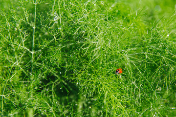 Obraz premium A beautiful ladybug is sitting on a green dill. 