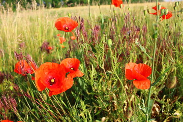 poppies in the field