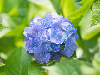 雨上がりのアジサイの花