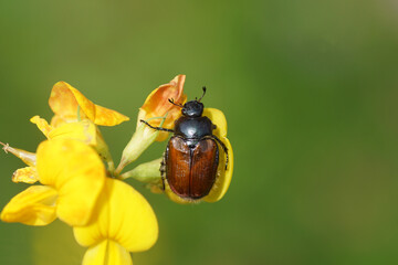 Phyllopertha horticola, the garden chafer or garden foliage beetle (family Scarabaeidae) on flowers of common bird's-foot trefoil (Lotus corniculatus), pea family Fabaceae. In a Dutch garden. June 13
