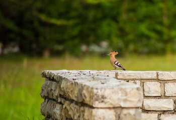 hoopoe bird posed in the garden