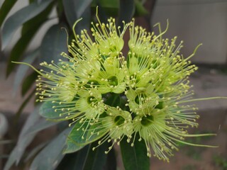 yellow golden penda flowers Focus on flowers .It features yellow flowers and dark green foliage. Scientific name: Xanthostemon chrysanthus. golden penda flower creamy flowers, green leaves.