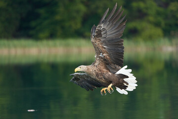 White tailed Eagle Catching eel Raptor Lake Hunting