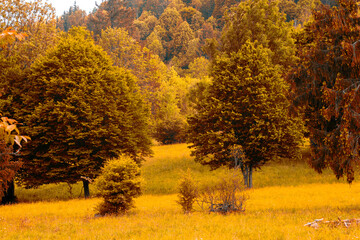 forests of trees and firs on the mountain
