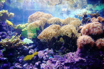 Fototapeta na wymiar Genoa-Italy May 28 2020: The anemones in the aquarium in Genoa (Italy) on the day of reopening the public after the lockdown. The aquarium of Genoa is the second largest aquarium in Europe