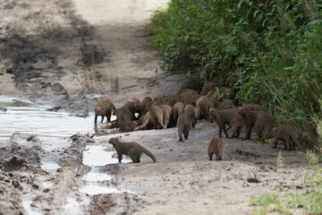  Banded mongoose Mungos mungo Group Playing Africa