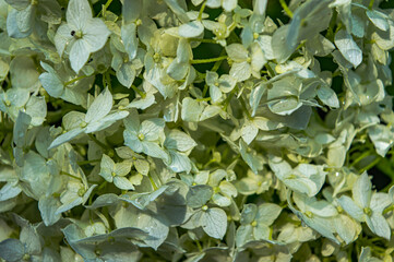 white hydrangea flowers after rain on a summer morning close-up